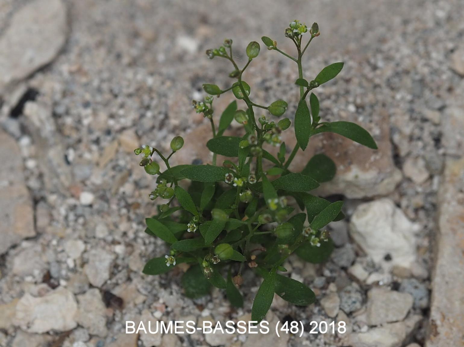 Chamois cress, [Prostrate]